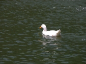 DSCN0239